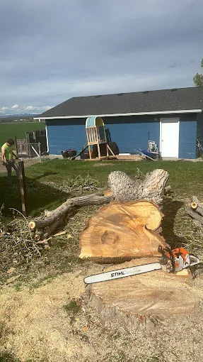 Tree Service in Basin, WY crew cutting a large tree in Basin WY